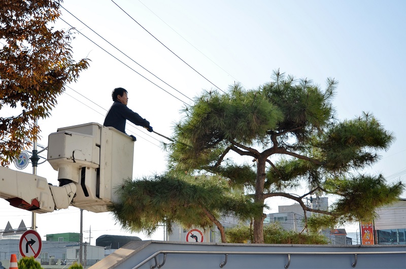 2016-11-12-트리작업 -18.JPG